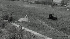 Pension canine à Doullens